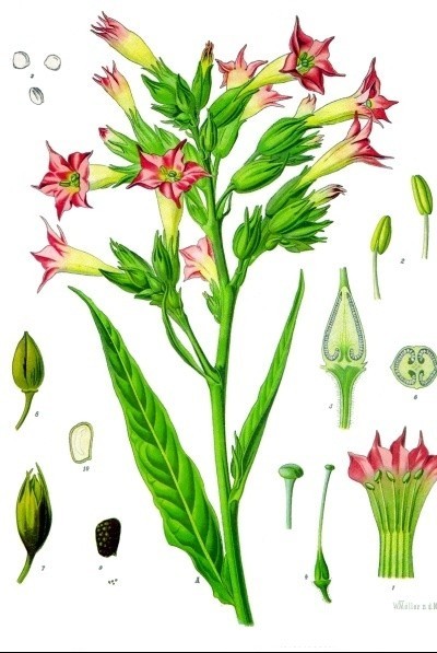 Nicotiana_tabacum__Khlers_MedizinalPflanzen098.jpg